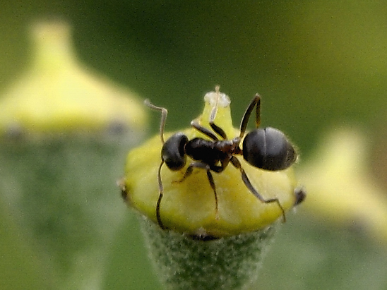 image-10686059-02AmeiseGO1655-c51ce.jpg?1598821395405