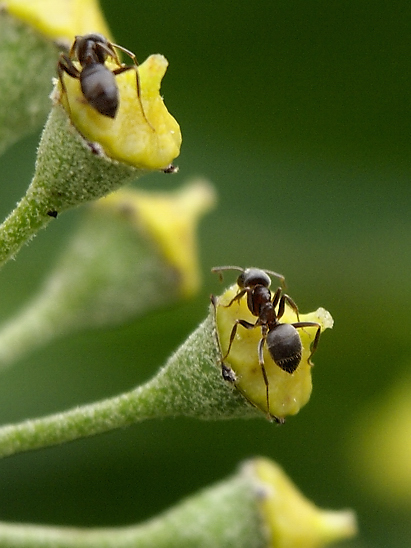 image-10686104-06AmeiseGO1692-d3d94.jpg?1598822101447