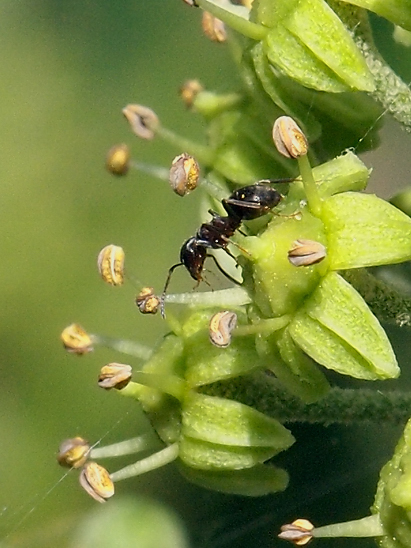 image-10686110-07AmeiseOO2425-c20ad.jpg?1598822157530