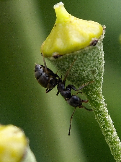 image-10686125-10AmeiseGO1615-c51ce.jpg?1598822354194