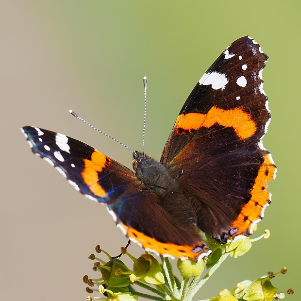 image-10701824-10Admiral3405-aab32.jpg?1599597833907