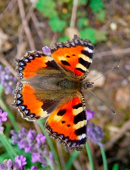 image-10701872-01Kl.Fuchs2a-e4da3.jpg?1599598798018