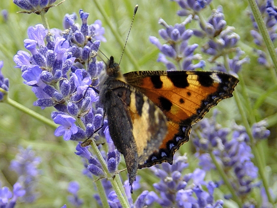 image-10701878-02Kl.Fuchs3-e4da3.jpg?1599598974881