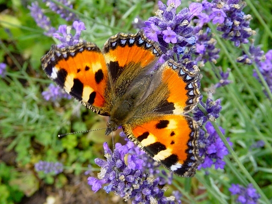 image-10701881-03Kl.Fuchs4-c20ad.jpg?1599599025396