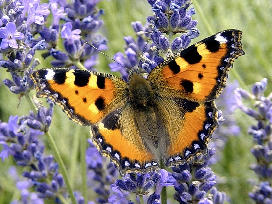 image-10701887-05Kl.Fuchs1-aab32.jpg?1599599175612