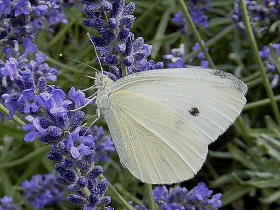 image-10701896-03Kohlweissling_020a-45c48.jpg?1599599926332