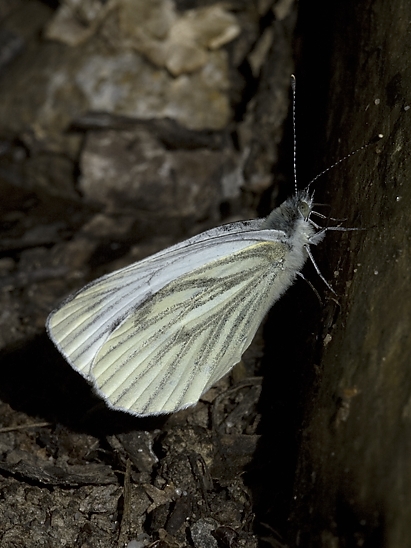 image-10701908-07KohlweisslingSL0116-9bf31.jpg?1599600185260