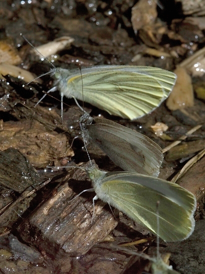 image-10701911-08KohlweisslingSL0112-16790.jpg?1599600236116