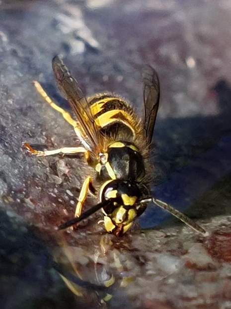 image-10705013-02MittlereWespeS8578-e4da3.jpg?1599767967751