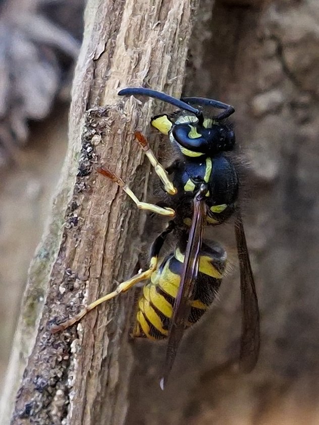 image-10705016-05MitlereWespeS8581-c20ad.w640.jpg