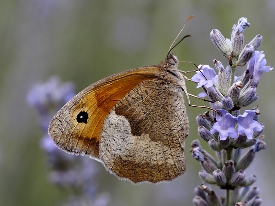 image-10718486-01GrOchsenaugeE2083-c9f0f.jpg?1600288457456