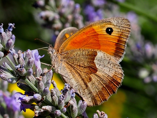 image-10718492-02GrOchsenaugeE2077-c51ce.jpg?1600288503039