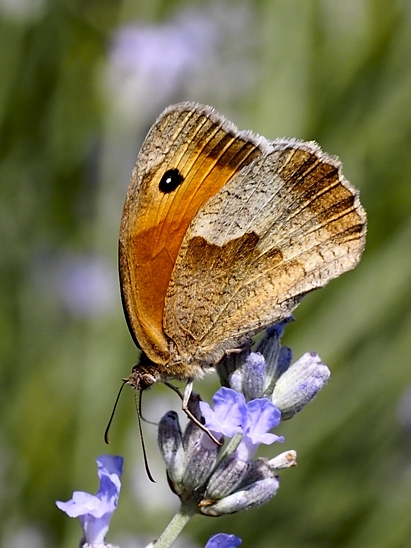 image-10718498-04GrOchsenaugeE2061-c20ad.jpg?1600288547236