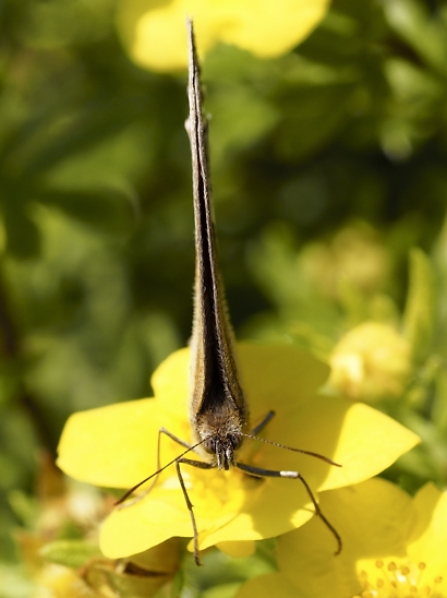 image-10718501-05GrOchsenaugeE2082-e4da3.jpg?1600288592984