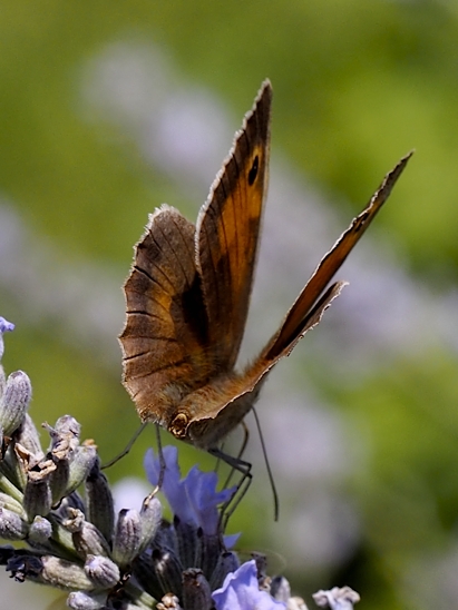 image-10718510-03GrOchsenaugeE2095-6512b.jpg?1600288660050