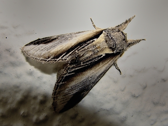 image-10718585-01PappelzahnspinnerS4045a-c20ad.jpg?1600290028443