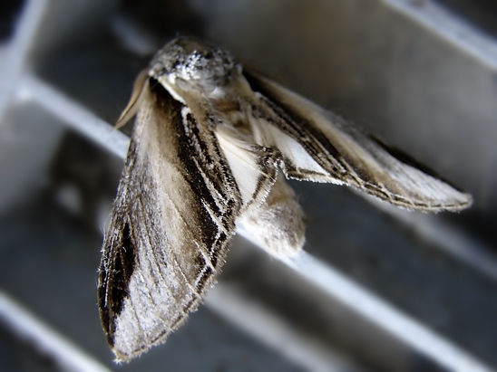 image-10718588-02PappelzahnspinnerS4049a-45c48.jpg?1600290077687