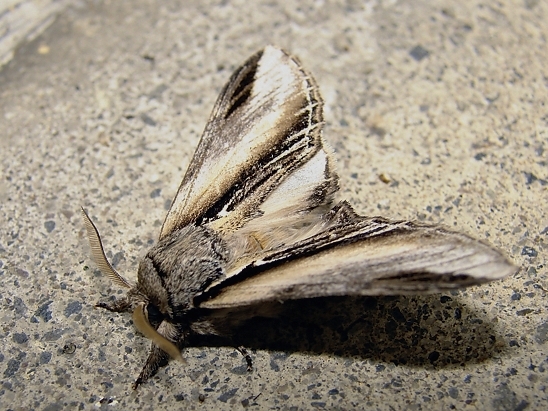 image-10718597-03PappelzahnspinnerS4050-8f14e.jpg?1600290124664