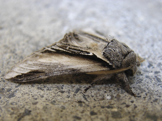 image-10718606-04PappelzahnspinnerS4051-8f14e.jpg?1600290171701