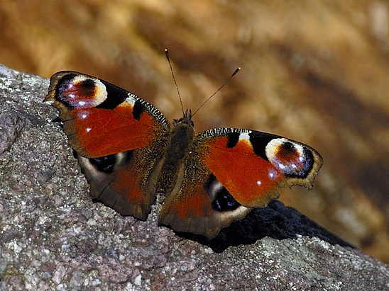 image-10718648-01TPfauenaugel1768-6512b.jpg?1600290690712