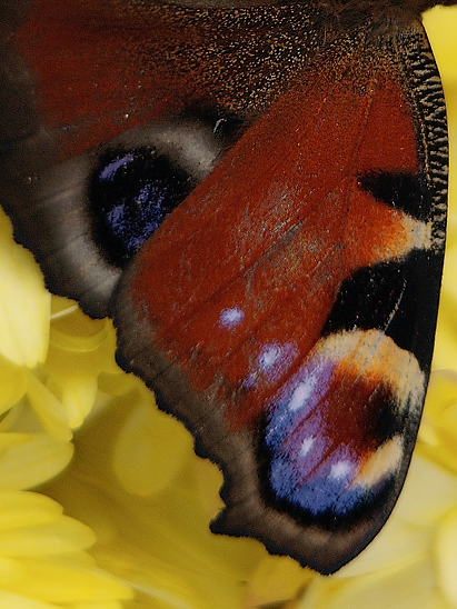 image-10718651-02TagpfaugeFF4455-8f14e.jpg?1600290781200