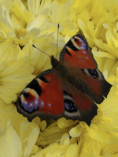 image-10718654-03Tagpafau3736-aab32.jpg?1600290882797