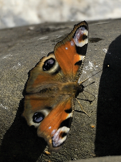 image-10718672-06Tagpf-CD3A8851a-8f14e.jpg?1600291042364