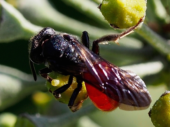 image-10731542-01BlutbienePenI2258-c20ad.jpg?1600894290323