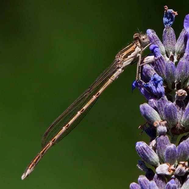 image-10734404-01GWLIbelleFO949-6512b.jpg?1601047582394