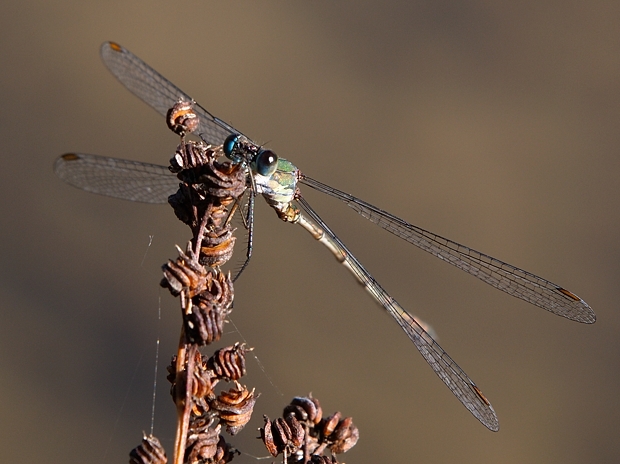 image-10735112-02MondazurJBO980-9bf31.jpg?1601064650877