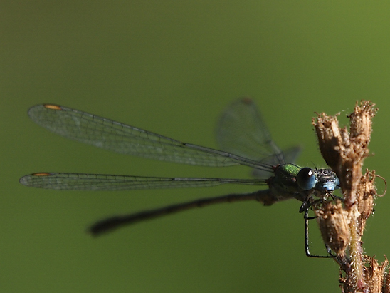 image-10735115-03MondazurJBO965-c9f0f.jpg?1601064698273