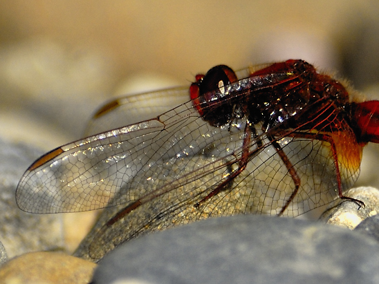 image-10735133-02Feuerlibelle4762-9bf31.jpg?1601065347607