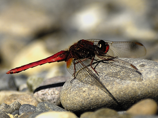 image-10735136-03Feuerlibelle4760-c20ad.jpg?1601065402592