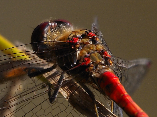 image-10735145-06HeidelibBO0906a-8f14e.jpg?1601065585014