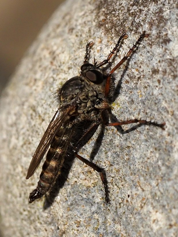 image-10735577-Striemen_Raubfliege-e4da3.w640.jpg