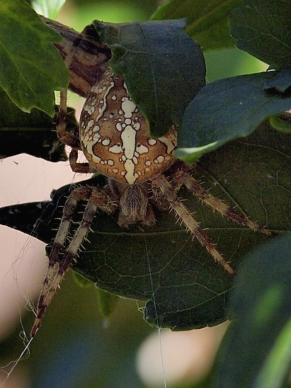 image-10739204-01KSpinneMO2142a-c9f0f.jpg?1601230850984