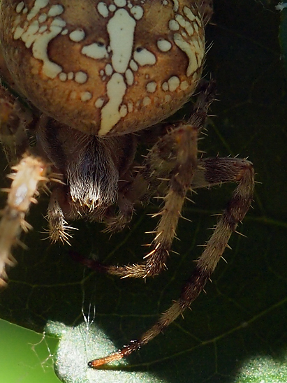 image-10739207-02KSpinneMO2214-c20ad.jpg?1601230906062