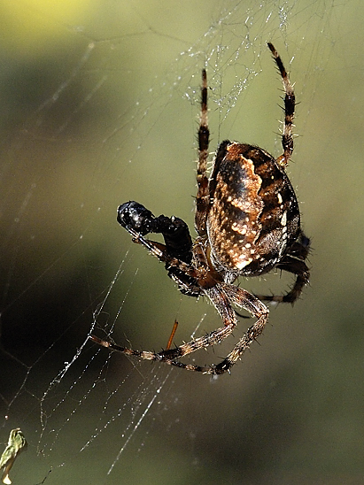 image-10739213-04KSpinneKO1934-c9f0f.jpg?1601231072079