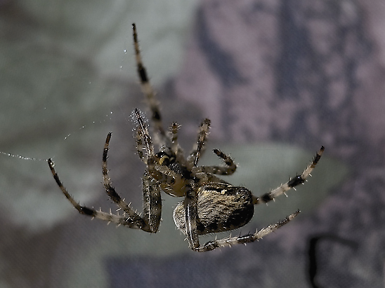 image-10739219-05KSpinneDD0671-c51ce.jpg?1601231161251