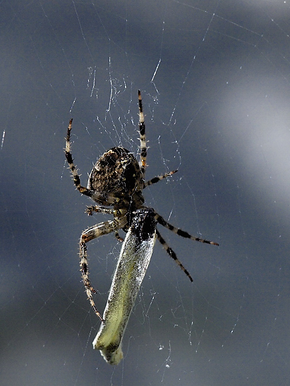 image-10739231-07KSoinneMO2124-d3d94.jpg?1601231453983