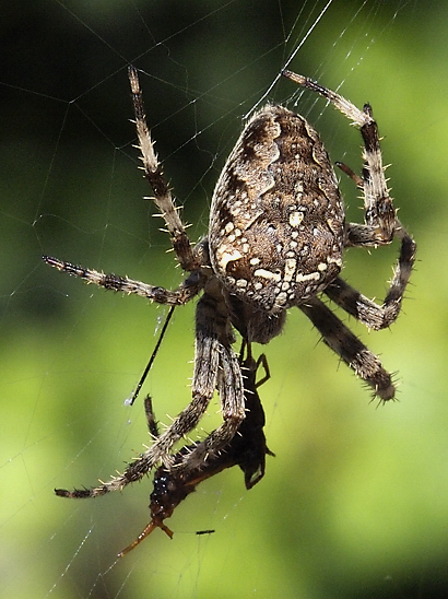 image-10739240-10KreuzSVO0114-e4da3.jpg?1601231635785