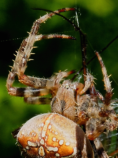 image-10739243-11KSpinnePO2590a-45c48.jpg?1601231692314