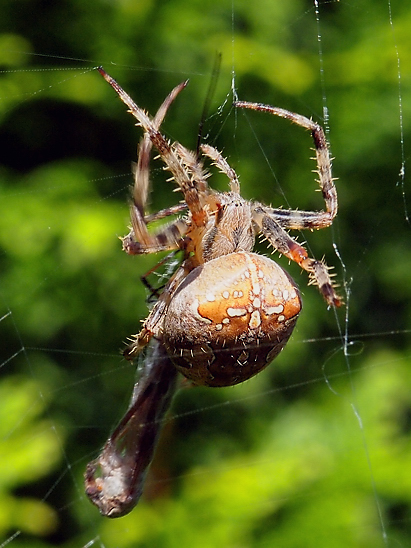 image-10739246-12KSpinnePO2591-c51ce.jpg?1601231752715