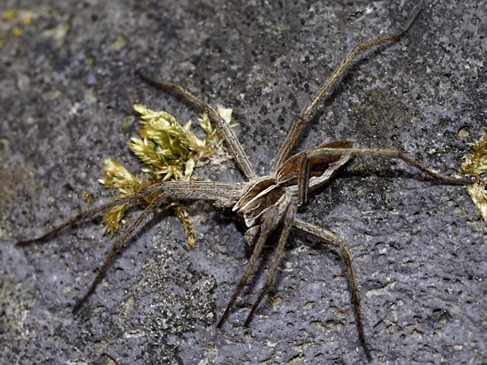 image-10739327-02ListspinneAPD1971-c51ce.jpg?1601234467189