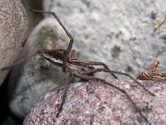 image-10739330-03ListspinneAPD1973-45c48.jpg?1601234513332