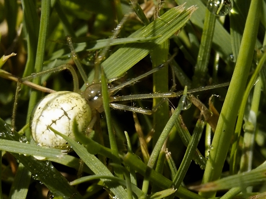 image-10739393-01WeisseWitweGM0346-9bf31.jpg?1601236071392