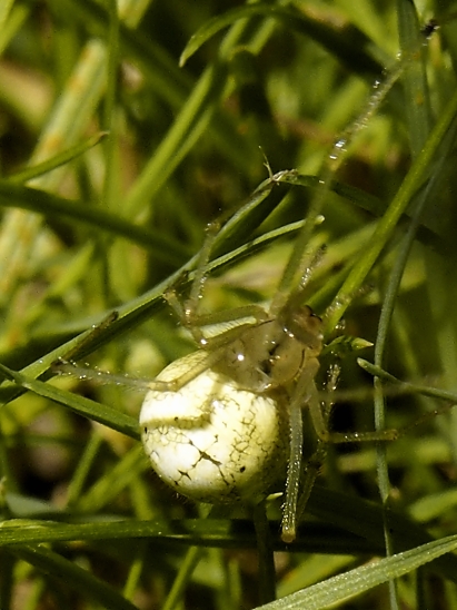 image-10739399-03WeisseWitweGM0370-e4da3.jpg?1601236188832