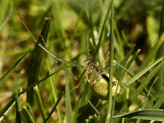 image-10739402-04WeisseWitweGM0362-d3d94.jpg?1601236242711