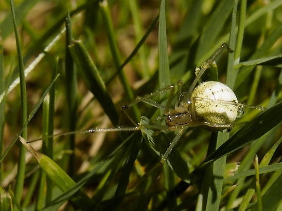 image-10739405-05WeisseWitweGM0365-c51ce.jpg?1601236292596