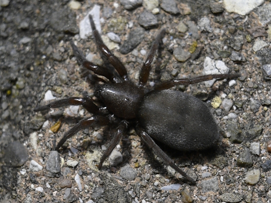 image-10739501-03GartenwolfsspCL0015-e4da3.jpg?1601240694489